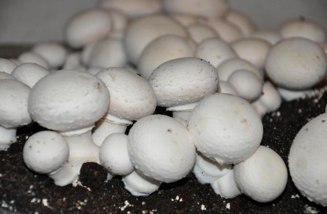 kasvaa sieniä kotona. Kuinka kasvattaa sieniä pusseissa kotona