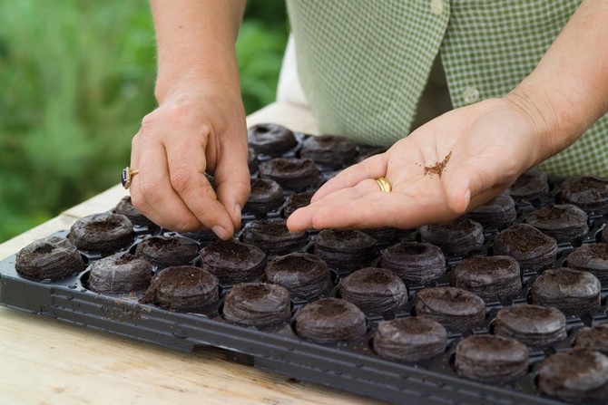 Frøforberedelse for planting av frøplanter og såing