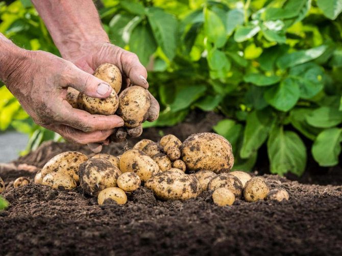 איך לגדל תפוחי אדמה מזרעים