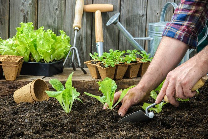 Jak pěstovat silné a zdravé sazenice