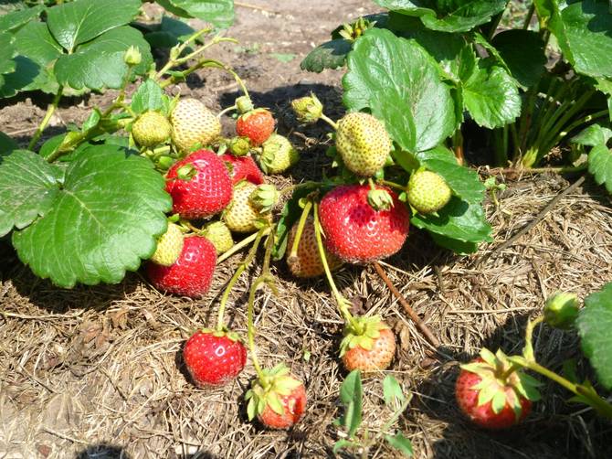 So pflegen Sie Erdbeeren nach dem Pflanzen
