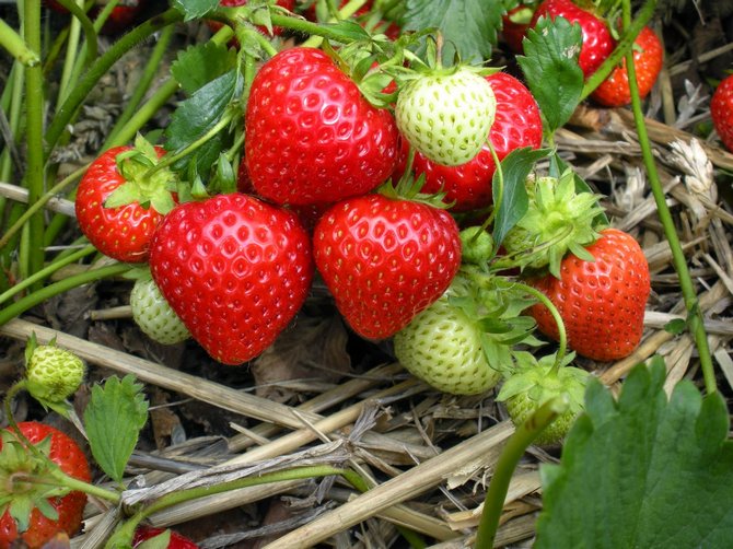 Restliche Erdbeeren für die Überwinterung vorbereiten