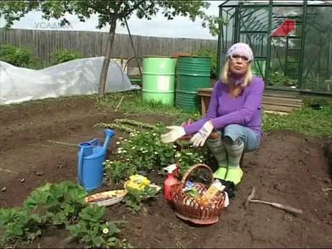 Garten. Serie 159. Erdbeeren reparieren.