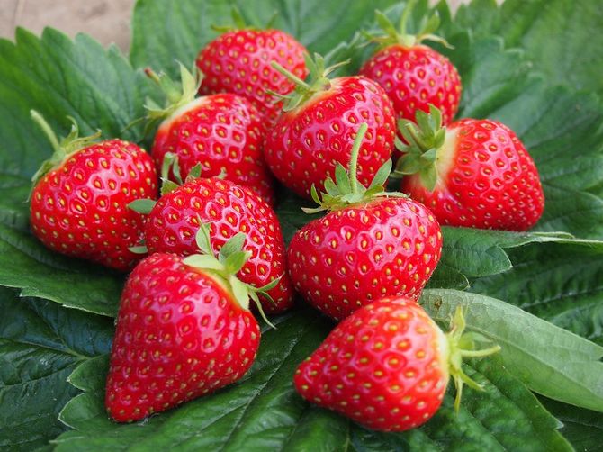 Erdbeeren reparieren - Ihren Garten pflanzen und pflegen