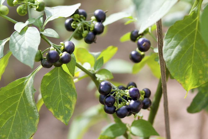 Sunberry - dyrking og omsorg for bær fra frø