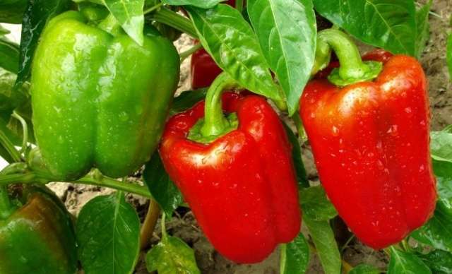 toppdressing for tomatplanter med folkemedisiner