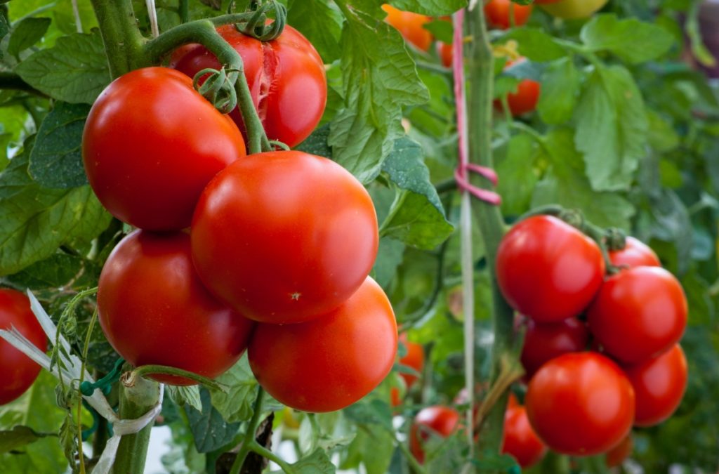 mate tomat- og pepperplanter med folkemedisiner