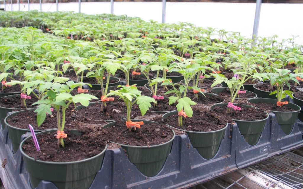 folkemedisiner for fôring av tomatplanter