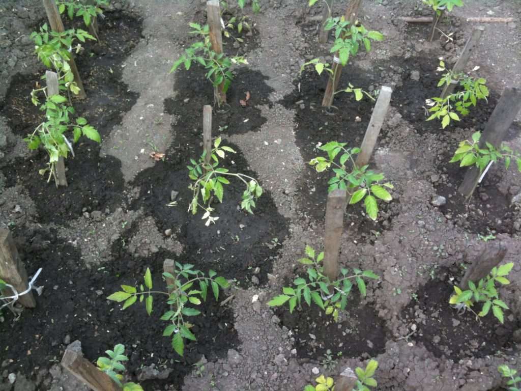 toppdressing for tomatplanter med folkemedisiner