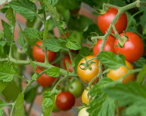 mate tomat- og pepperplanter med folkemedisiner