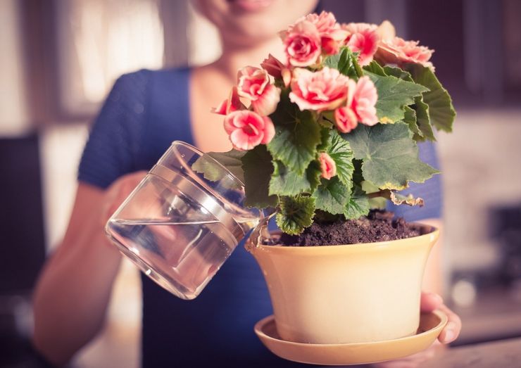 אילו מים עדיפים להשקיית פרחים