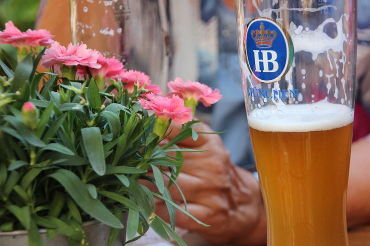 האם אפשר להשקות פרחים עם בירה