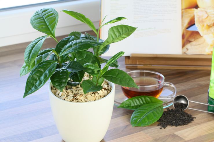 האם אפשר להשקות צמחים בעזרת תה ותה