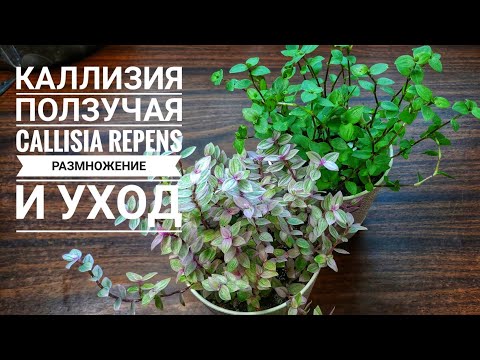 Callisia plíží -Callisia repens. Množení řízky // Pokojové květiny