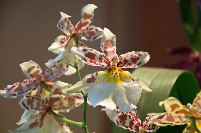 Cumbria Orchidee - häusliche Pflege. Anbau von Cambria, Transplantation und Reproduktion. Beschreibung, Typen. Foto