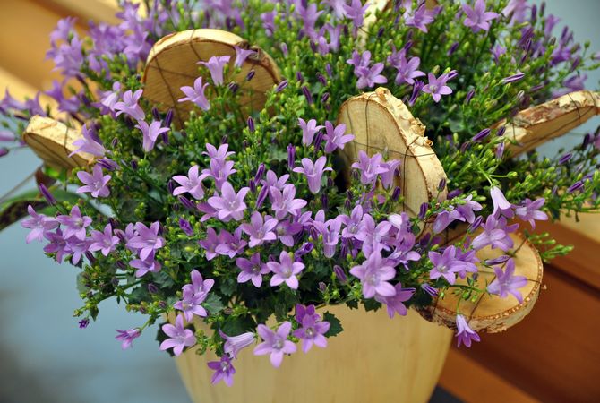 Campanula-Pflege zu Hause