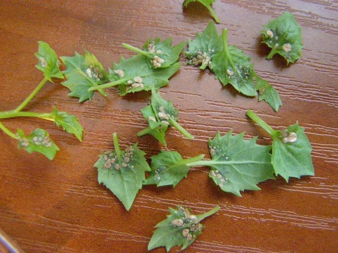 Wenn die optimalen Lebensbedingungen der Pflanze nicht eingehalten werden und das Bewässerungsregime verletzt wird, ist die Campanula häufig Pilzkrankheiten ausgesetzt.