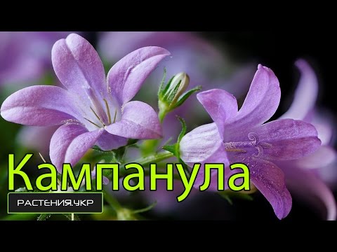 Campanula häusliche Pflege / Blumenbraut und -bräutigam