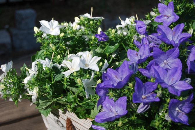 Campanula - häusliche Pflege. Kultivierung, Pflanzung und Vermehrung von Campanula. Beschreibung, Typen, Fotos