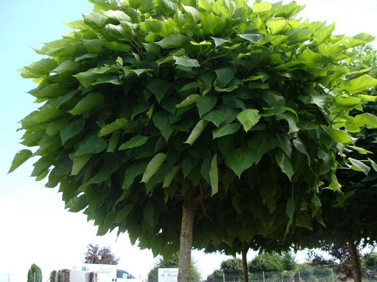 טיפול Catalpa בגינה