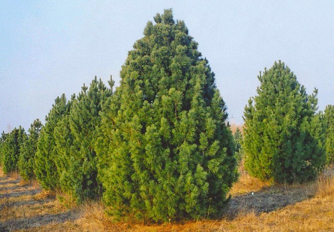 Sibiřský cedr potřebuje mulčování půdy, aby si udržel vysokou plodnost stromů
