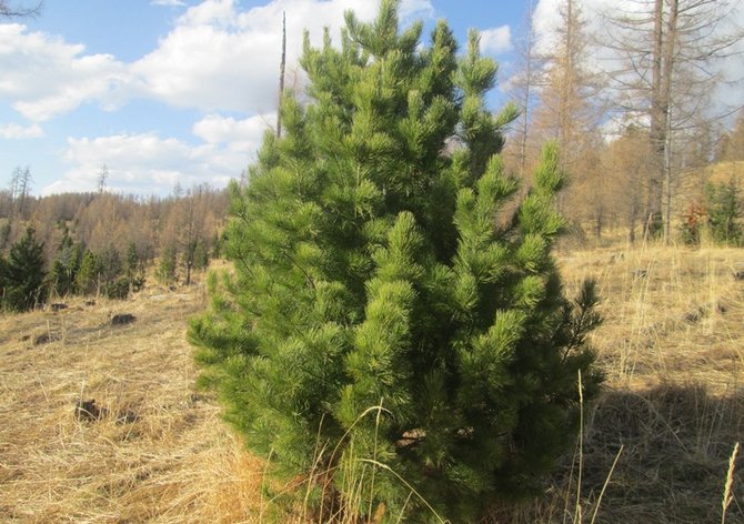 Sibiřský cedr. Foto a popis. Výsadba a péče, choroby stromů