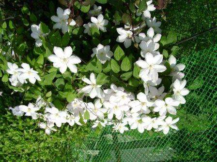 Clematis plantes i bakken på et permanent sted om våren eller høsten. Selvfølgelig kan du kjøpe frøplanter om sommeren, men bare med et lukket rotsystem. Når du planter klematis om sommeren, bør du være mer oppmerksom på det: skygge det for den brennende solen, observere vanningsregimet og forhindre at jorden tørker ut.