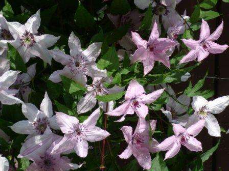 Clematis vokser godt i lett, pustende, befruktet jord. Overoppheting av jorda har en dårlig effekt på planten, så det er nødvendig å klippe rotoverflaten og skygge den. For dette formålet kan årlige planter plantes rundt klematis, stauder, tvert imot, anbefales ikke å plantes nær klematis.