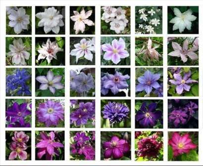 Zu den großblumigen lila Clematis gehören Arten mit den folgenden Namen: Vivian Pennel, Fantasy. Popularität n