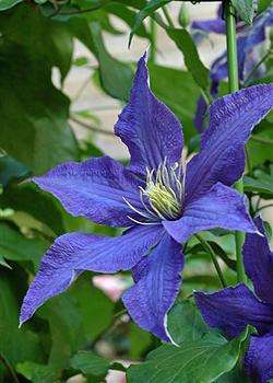 clematis diana prinsesse