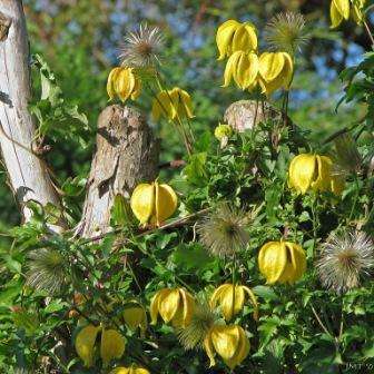 clematis liana