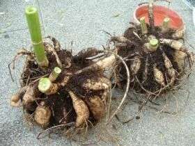 Es ist wichtig, Dahlien im Herbst nicht nur rechtzeitig auszugraben, sondern auch richtig zu lagern. Dazu werden die Dahlienknollen geteilt. Es ist notwendig, in jedem Abschnitt einen Hals mit Knospen zu belassen, damit im Frühjahr nach dem Pflanzen von Dahlien