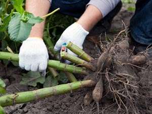 Obwohl Dahlien bis in den Spätherbst blühen, müssen sie nach dem ersten Frost sofort ausgegraben werden. Sobald Sie feststellen, dass die Blätter und Blüten durch leichten Frost verwelkt sind, ist dies ein Signal, die Knollen dringend auszugraben. So können Sie das Pflanzmaterial retten und im nächsten Jahr wieder auf dem Land pflanzen.