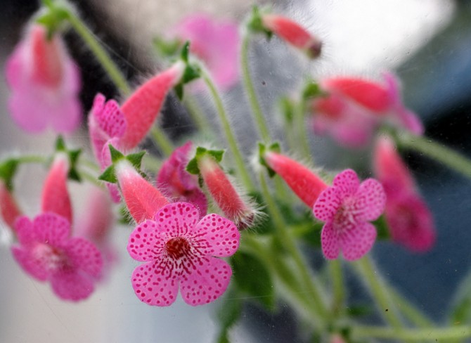 Coleria braucht während der Zeit des intensiven Wachstums und der üppigen Blüte mäßiges Gießen