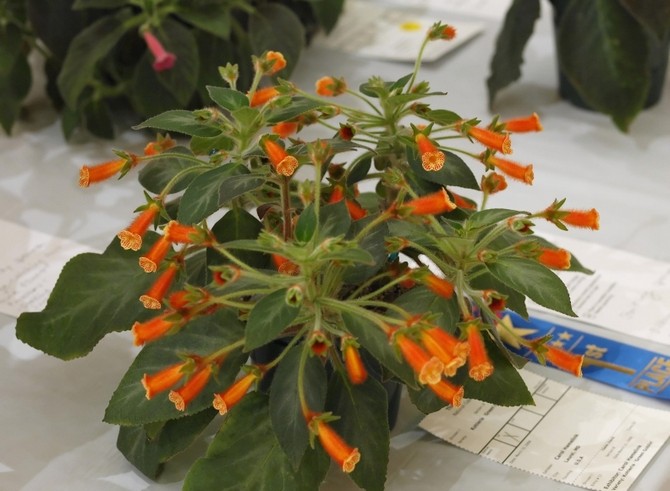 Coleria braucht eine ständige Düngung mit Mineraldünger für Blütenpflanzen