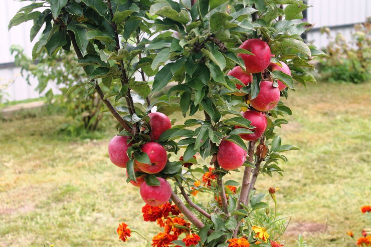 טיפול בעצי תפוח עמודים