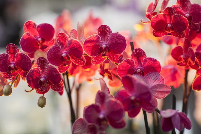 Die Orchidee ernährt sich nachts und vor der Morgendämmerung von menschlicher Energie.