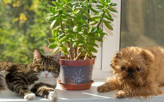 טיפים כיצד להגן על צמחי בית מפני בעלי חיים