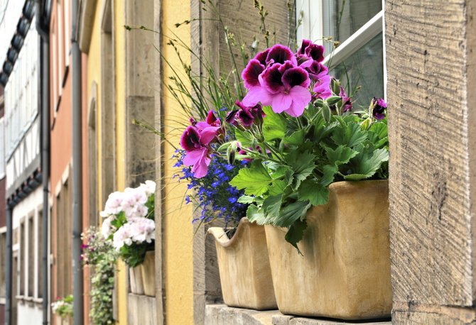 Räume nicht Blumen und Pflanzen im Freien