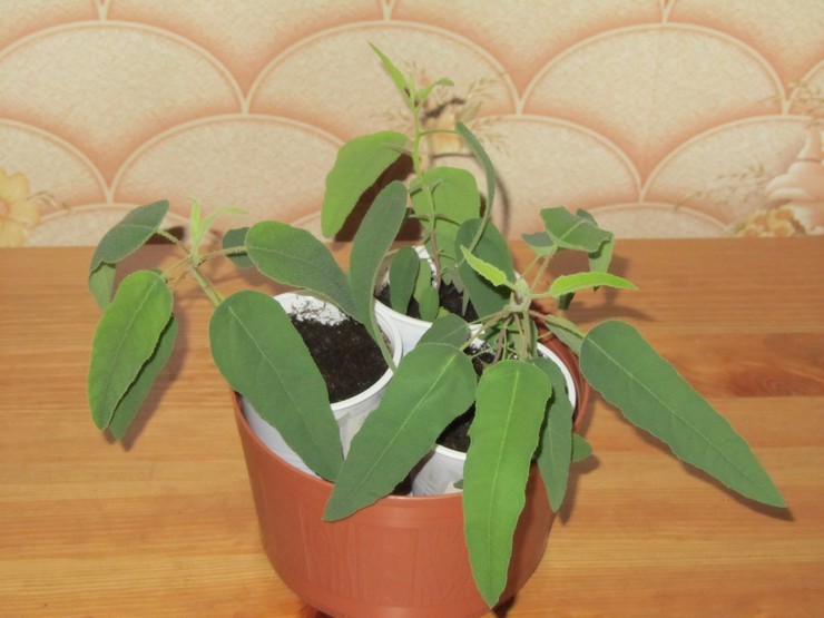 Reproduksjon av innendørs eukalyptus