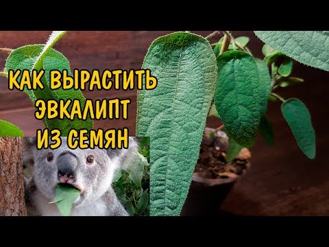 JAK RŮST EUCALYPTUS ZE SEMEN. MOJE ZKUŠENOST. Eukalyptus citriodora