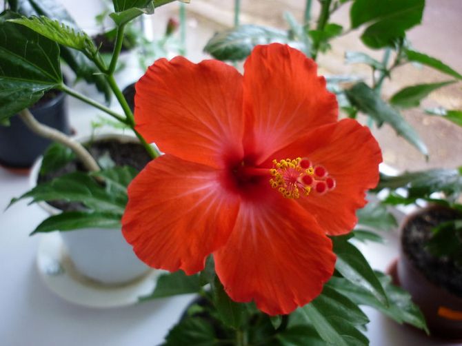 Hibiskus muss häufig besprüht werden, da die Blume hohe Luftfeuchtigkeit liebt.