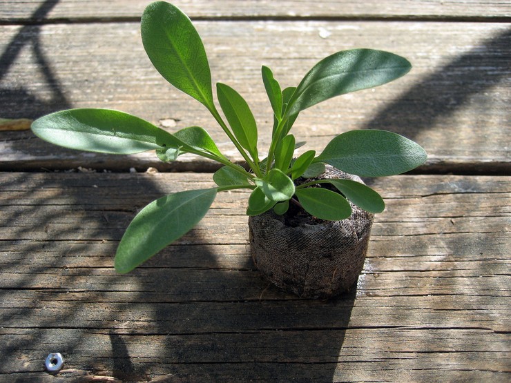 גידול coreopsis מזרעים