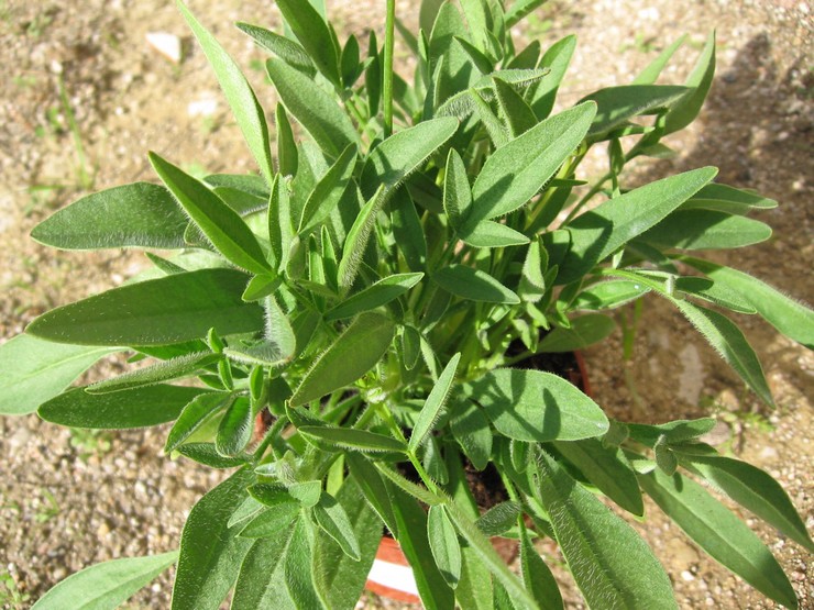 נטיעת coreopsis באדמה פתוחה