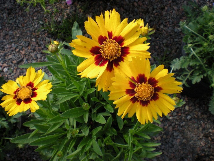 טיפול Coreopsis בגינה