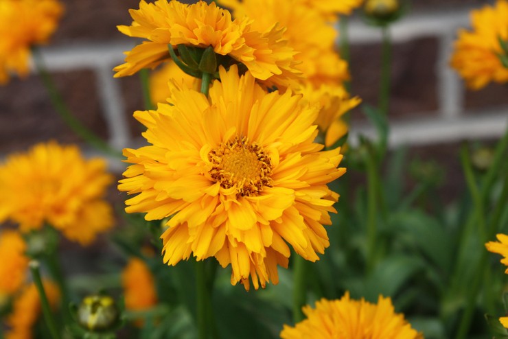 סוגים וזנים של coreopsis