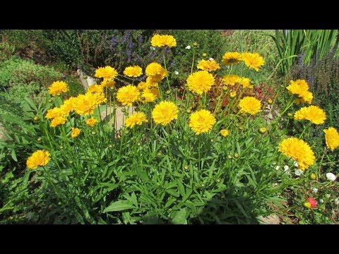 Coreopsis - גידול וטיפול. פריחה בשנה הראשונה