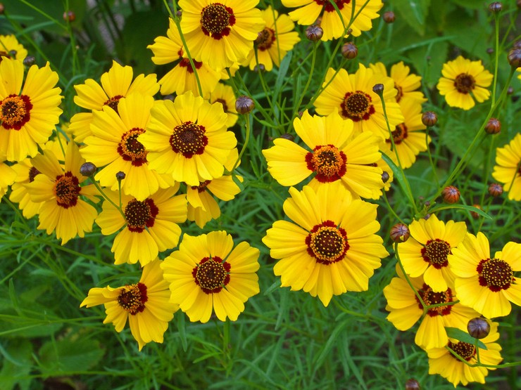 Coreopsis: שתילה וטיפול בשטח הפתוח, גידול מזרעים, תמונות ומינים