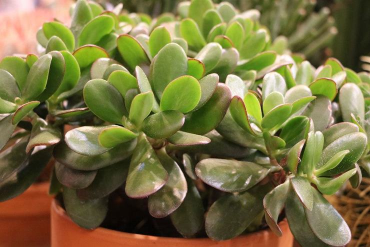 Crassula oval (Crassula ovata) oder eiförmig