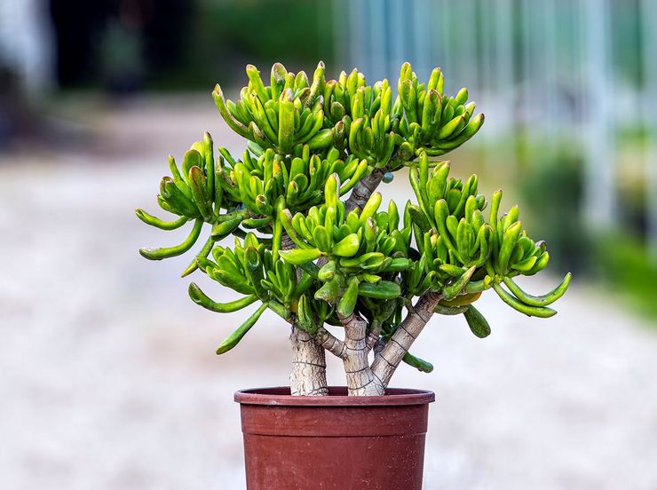 Crassula Portulak